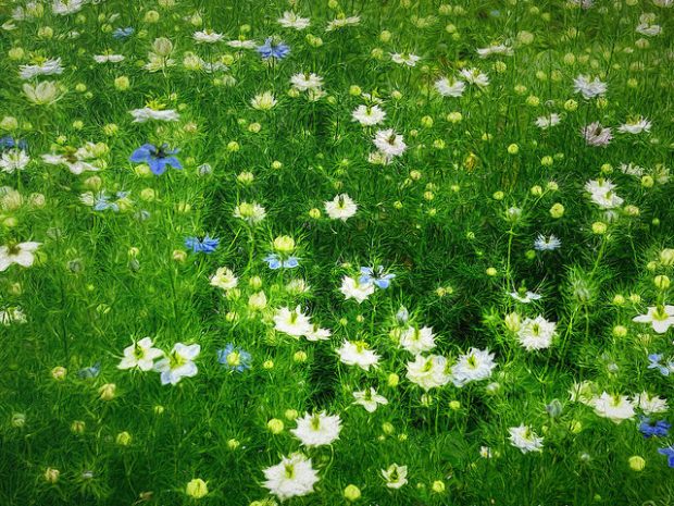 34102463774_962a95bfa6_z