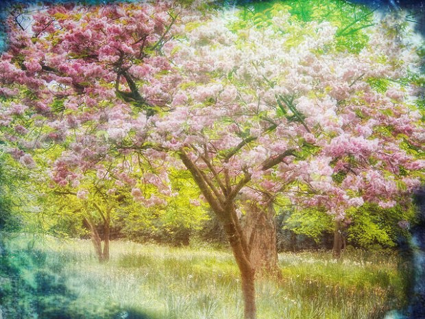 34374102800_6f7f2e065c_z