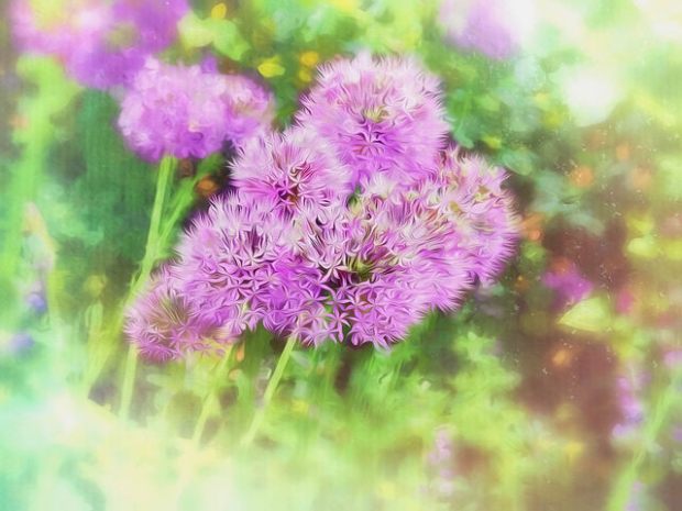 35010108871_0b542eca61_z (1)