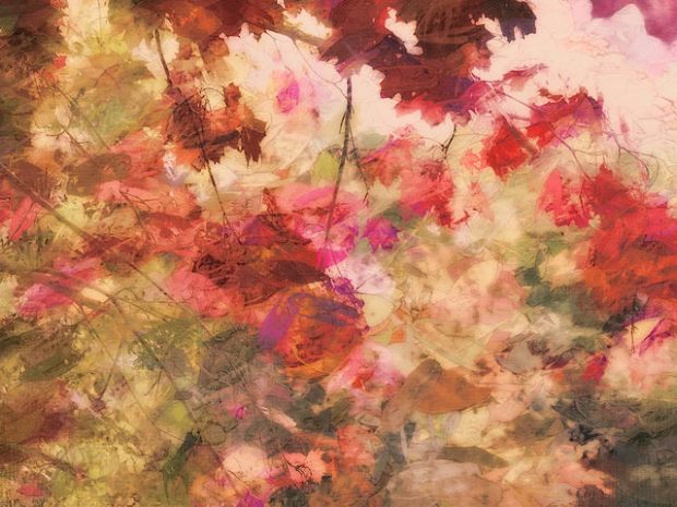 35116494045_a0bb81bdd3_z (1)