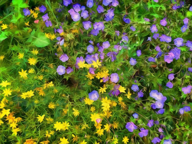 36795556375_e787f22370_z