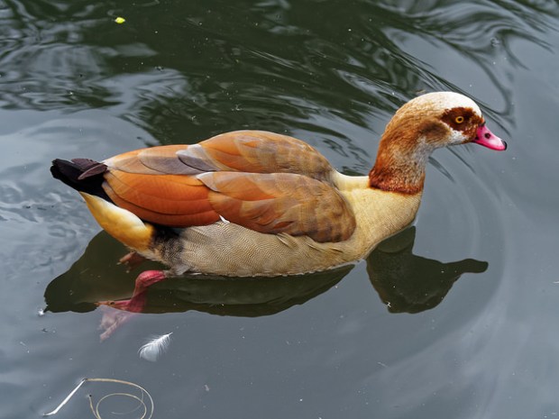 39332611140_58df96dd37_z (2)