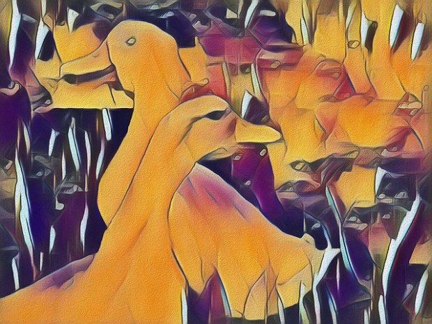 31827546578_82fcb2f34a_z (3).jpg