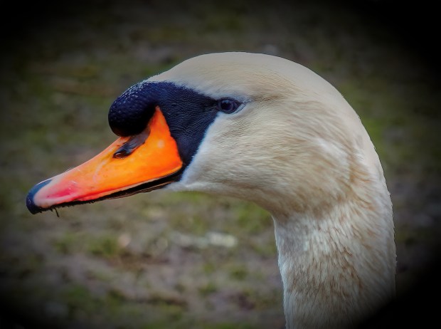 Swan song finished.jpg