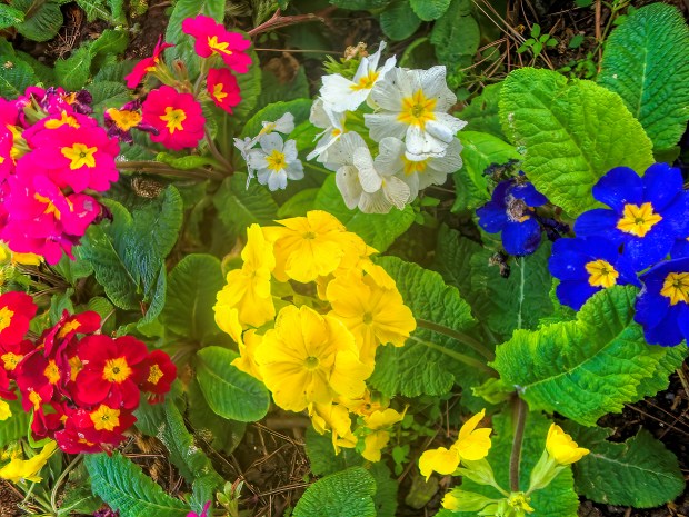 spring flowers.jpg