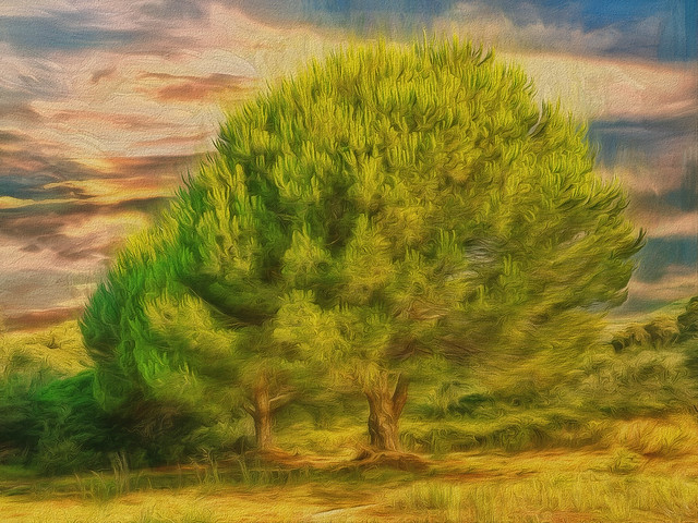 43541764265_f8010abbc7_z (1)