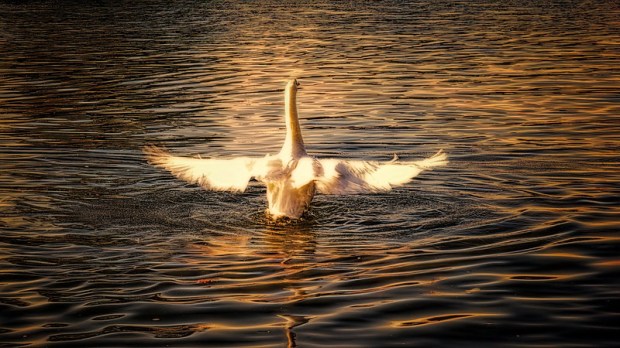 49543594218_6afab669a6_c (1).jpg