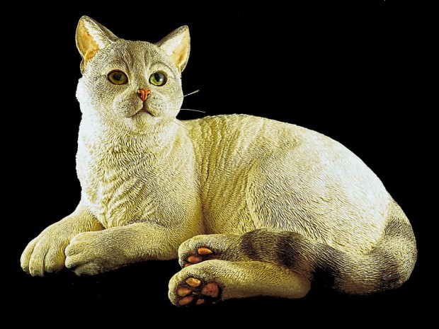 49757961652_0de04e567e_c