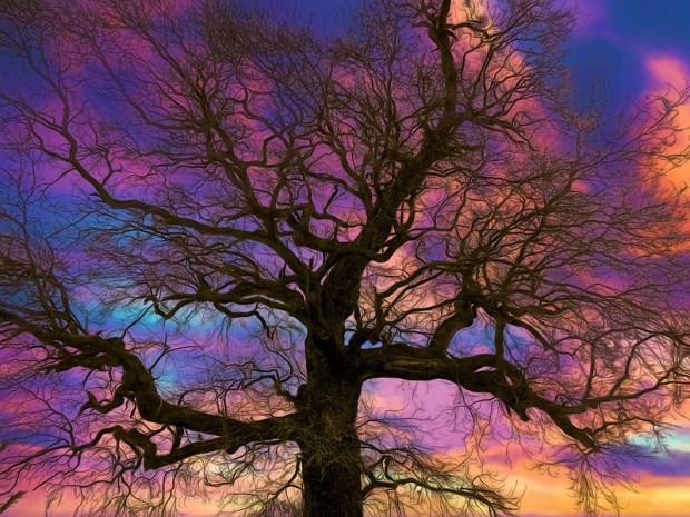 49675884228_38d4a816c8_c