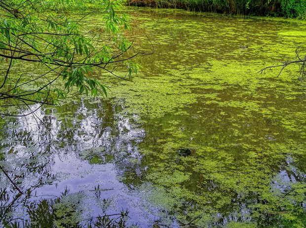 The pond in the rain 25mm