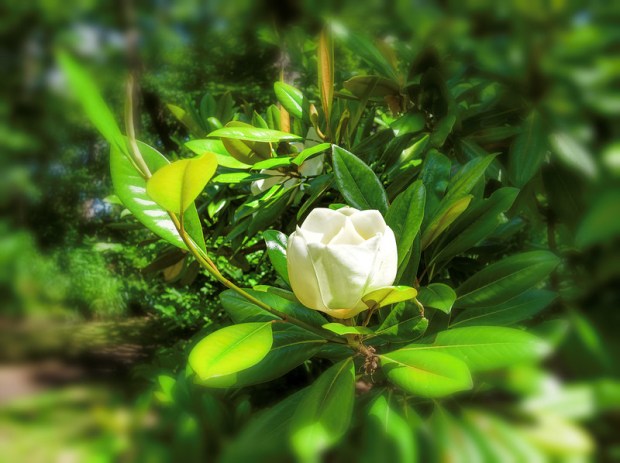 50091164432_69a6520d02_c